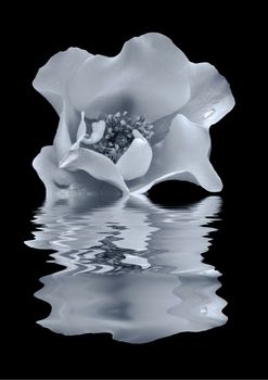 beautiful monochrome blue rose with raindrops reflected on back water with ripples