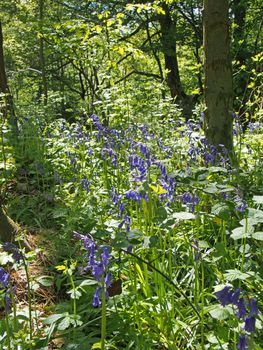 english bluebells in bright sunlit woodland surrounded by forest trees