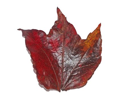 a single shiny scarlet boston ivy leaf isolated on a white background