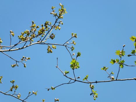 budding spring hawthorn branches with budding green leaves and flowers against a bright blue sky