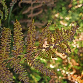 a close up of a woodland fern turning brown with a sunlit forest blurred background