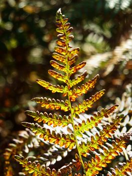 a close up of an illuminated woodland fern turning brown with a sunlit forest blurred background