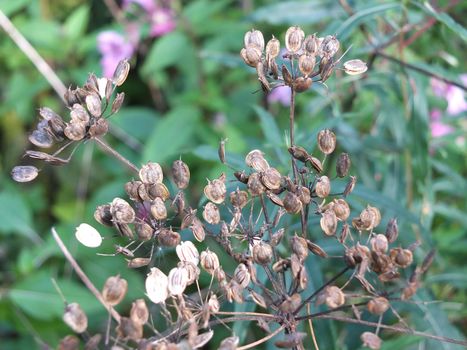 Close up of wild cow parsnip seed heads against a blurred nature background