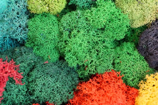 multicolored stabilized moss for ecological interior design close up