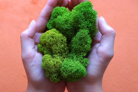 green stabilized moss in woman's hands as a symbol of purity