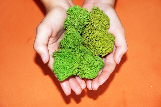 green stabilized moss in children's hands as a symbol of purity