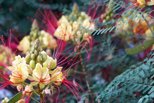 blooming acacia in summer close up.