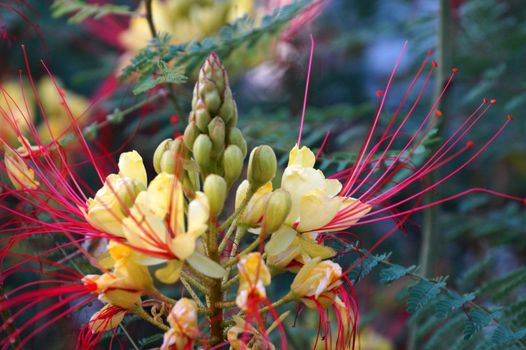 blooming acacia in summer close up.