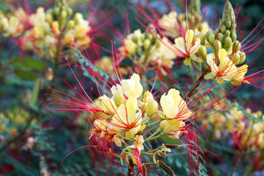 blooming acacia in summer close up.