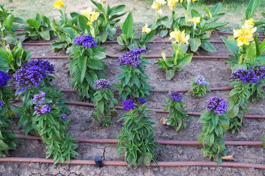 automatic irrigation on a flower bed close up