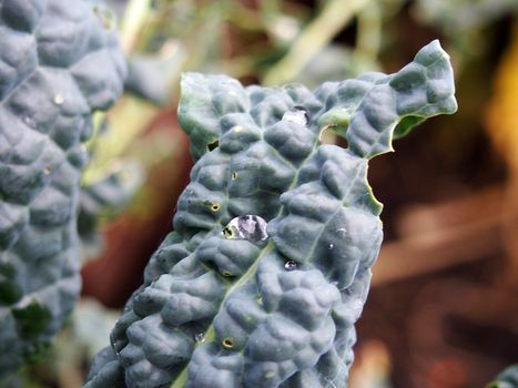 close up of late autumn kale growing with holes caused by garden pests eating the leaves