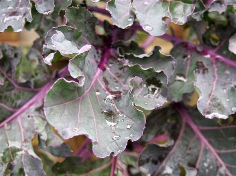 close up of organic purple kale leaves with raindrops ready to be harvested in autumn
