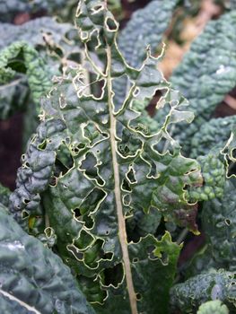 close up of late autumn kale growing with holes caused by garden pests eating the leaves