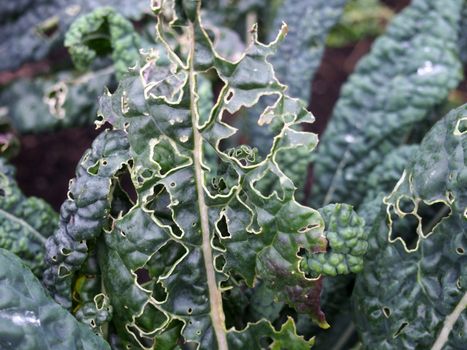close up of late autumn kale growing with holes caused by garden pests eating the leaves