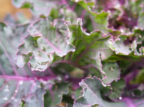 close up of organic purple kale leaves with raindrops ready to be harvested in autumn