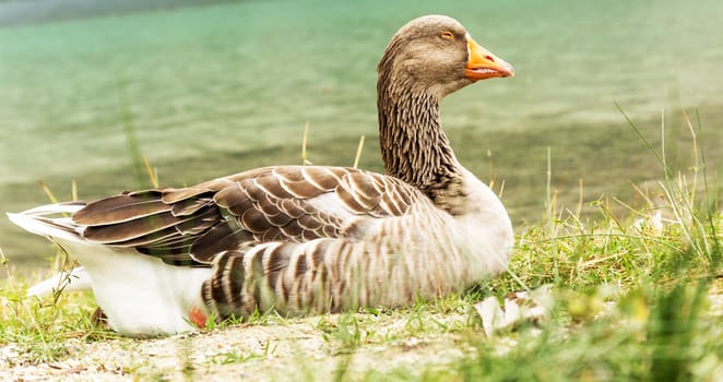 The photo was taken at Lake Kournas (Crete, Greece)