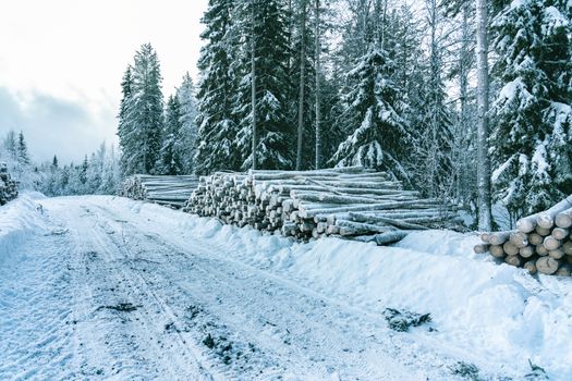 Side view of commercial timber, pine tree logs after clear cut, winter forest, Northern Sweden. Snow cover trunks, cloudy winter day, snow road in Lappland, Scandinavia. Modern Swedish forestry