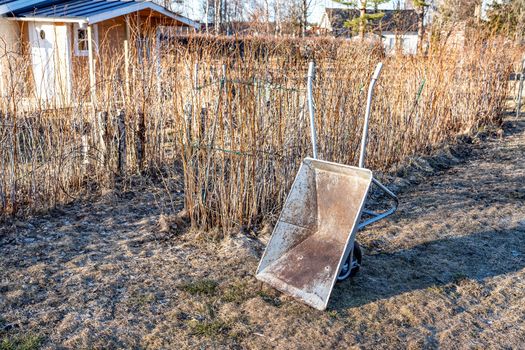 Close up view at rusty grey colored wheelbarrow that stands up right close to raspberry bushes at faded grass. Spring time, no leaves, faded grass. Seasonal clean work in garden