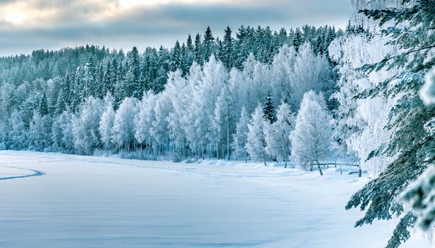 Winter forest edge at frozen river: typical Northern Sweden landscape - birch and spruce tree covered by hoarfrost - very cold day, Lappland, Sweden