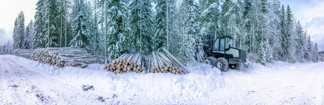 Panorama view on commercial timber, pine tree logs after clear cut, winter forest, Northern Sweden. Snow cover trunks, cloudy winter day, snow road in Lappland, Scandinavia. Modern Swedish forestry