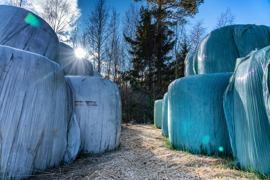 Bales of wheat strow packed in white and blue green plastic, stored right on the ground in two levels close to forest. Packages are from last year and after winter are dust and tiny grey mold covered