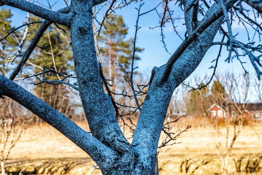 Too much insecticidal spray was applied on old apple tree without leaves at spring time, not ecological farming, dangerous for people to eat fruits. Chemical pollution in garden