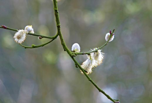 a close up male catkins of the goat willow tree salix caprea on a branch against a blurred woodland background