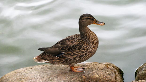 Gray duck on the shore near the water