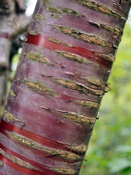 striped red cherry tree trunk bark against a blurred green nature summer background