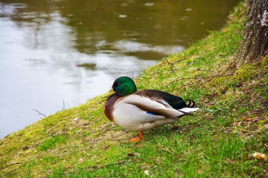 Duck sitting on the lakeside on a rainy day


duck, bird, sitting, shore, lake, grass, day, animal, feathers, fauna, beak,