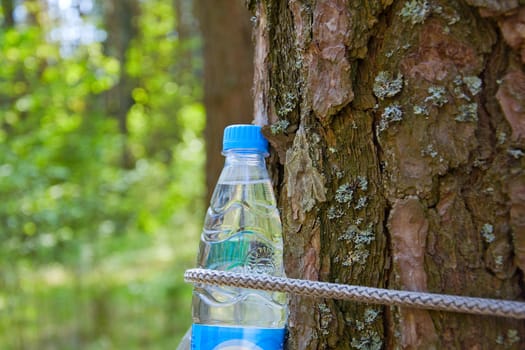 Bottle with drinking water tied to a tree