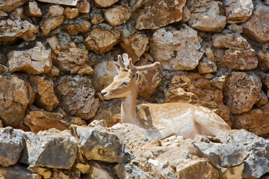 Young deer lying and resting among the rocks