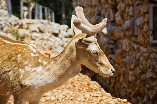 velvet young reindeer antlers on a blurred background