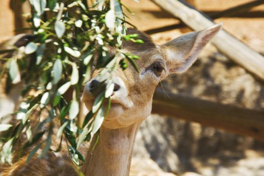 The female deer near the branch speyuschih olives

