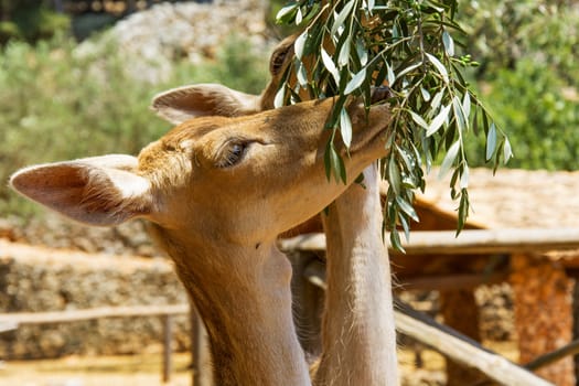 Young female deer eat around leaves olive branch

