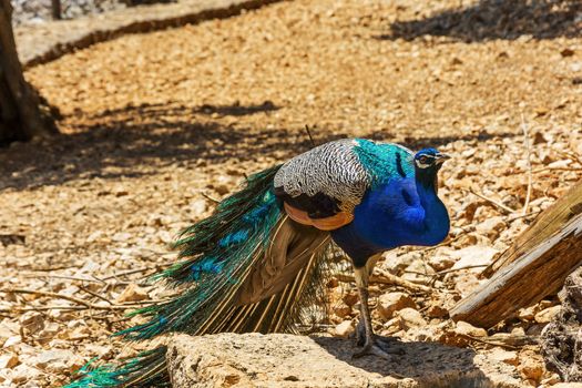 Bird peacock in the wild

