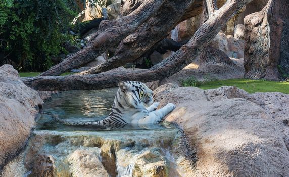 Tiger hid from the heat of the day in the water flow.

