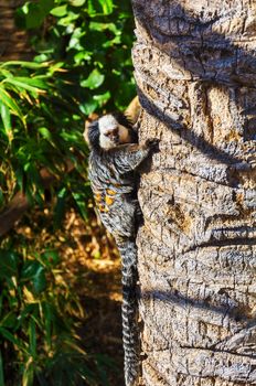 Lemur with a striped tail climbs the trunk of palm trees
