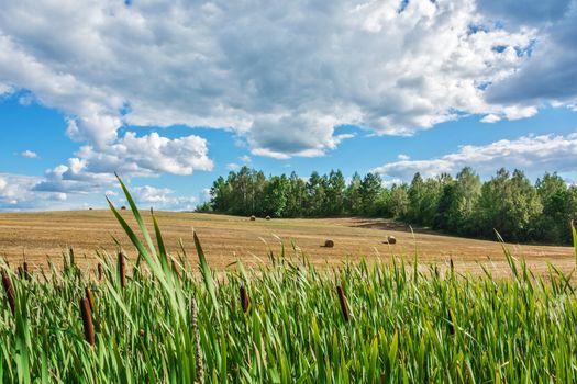 Daytime summer nature landscape with a field of cane forest and clouds