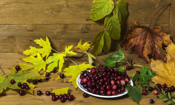 On a wooden surface is white saucer with cranberries surrounded by yellow autumn leaves. About saucers scattered berries.