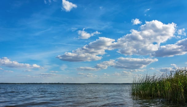 On the horizon is visible shore with forest and city. Above the water, floating clouds. In the foreground is seen a cane.
