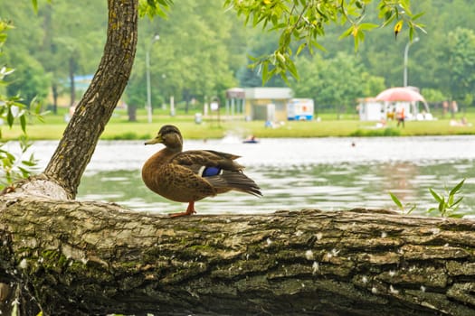 Wild duck standing on a tree bent over the body of water where people relax
