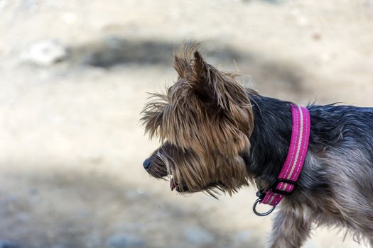 Home terrier dog walking on the street. At the dog wearing a pink collar.