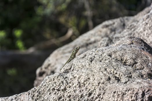 Small lizard crawling carefully over a large stone