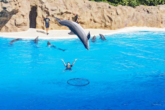 Dolphin show in the Loro Parque (Loro Parque), a dolphin jumping out of the water and jumping into a hoop on the water, 09.13.2016, (Tenerife, Spain).