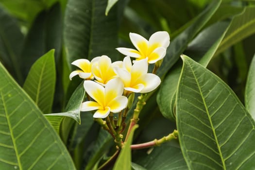 Flower white and yellow tropical plant