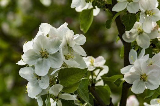 Branch of apple blossom