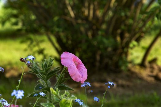 Pink petunia growing in the flowerbed