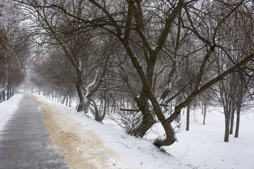 Alley in a public park during a snowfall