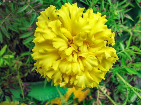 Blooming yellow flowers barhottsa
                         